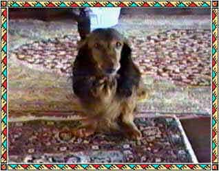 My dog Gipsy
